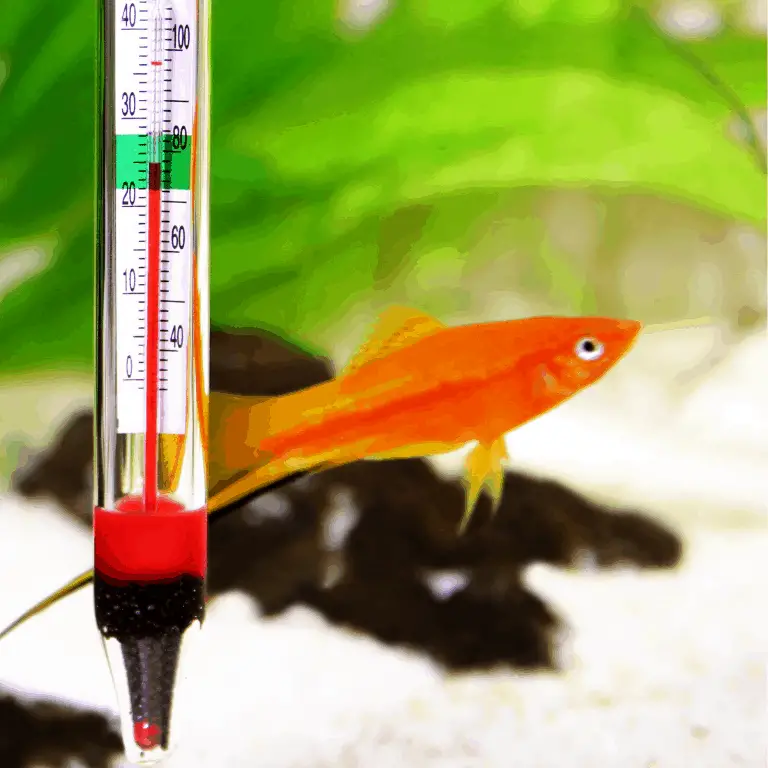 do tropical fish need a heater?