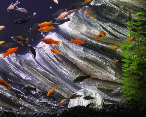 3D effect fish tank background poster