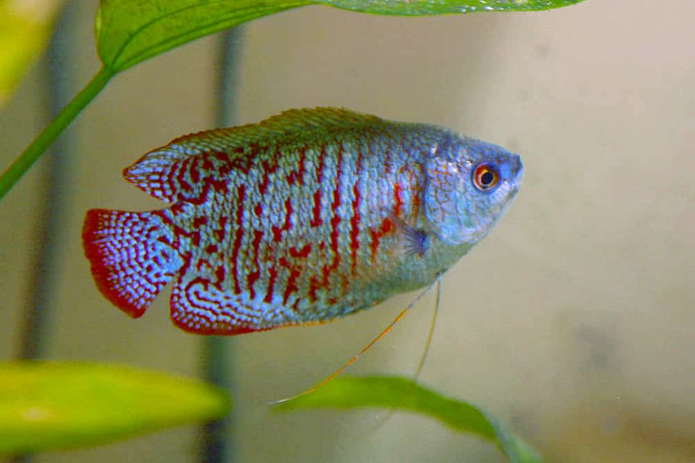 blue dwarf gourami tropical fish