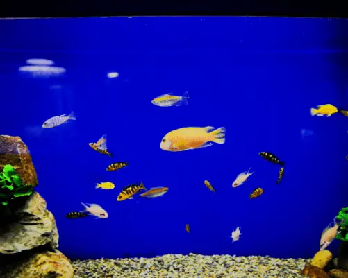 example of blue fish tank background