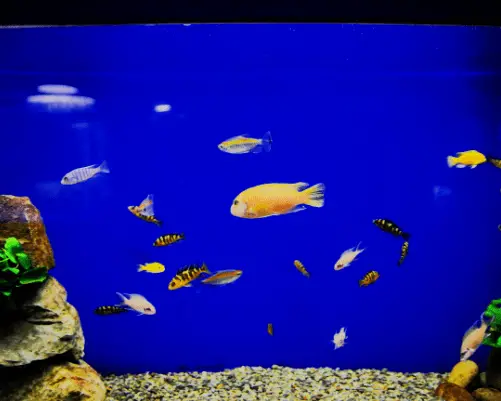 Why a Fish Tank Background is a Good Idea. -