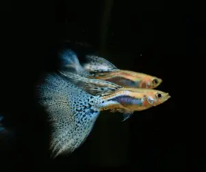 blue guppy tropical fish