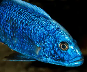 blue peacock cichlid tropical fish