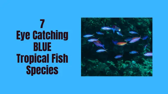 types of blue tropical fish