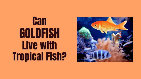 can goldfish live with tropical fish