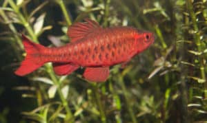 cherry barb red tropical fish