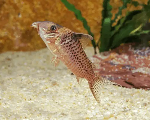 corydoras rabauti tropical fish