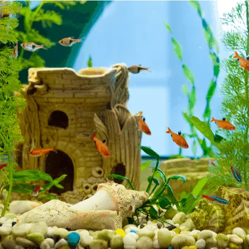 decorations in a fish tank