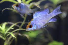 Blue ram cichlid tropical fish
