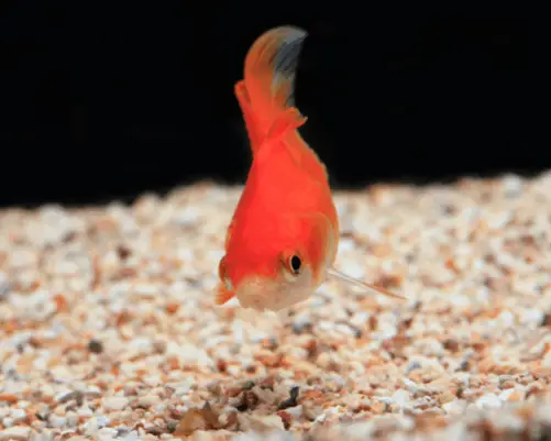 goldfish at bottom of the tank