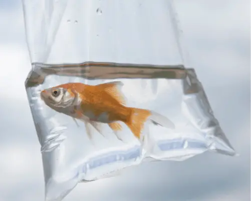 goldfish in a plastic bag