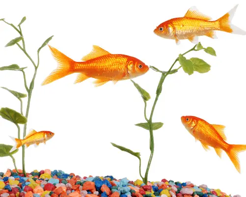 goldfish in a tank