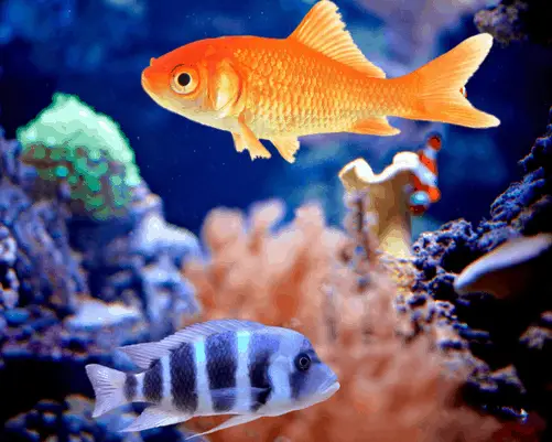 goldfish and tropical fish