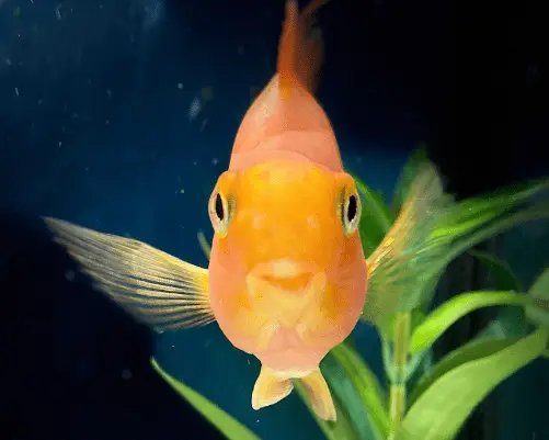 happy fish