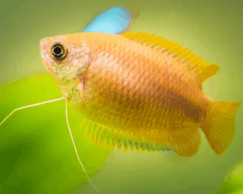 honey gourami tropical fish