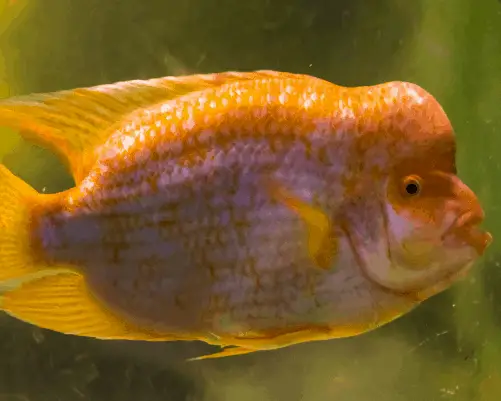 Midas Cichlid Tropical Fish