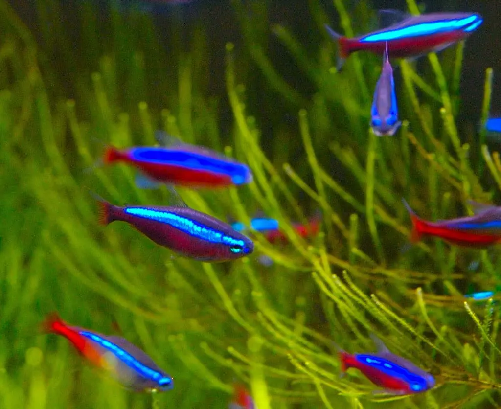 blue neon tetras tropical fish