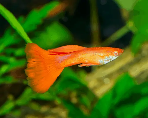 orange guppy tropical fish