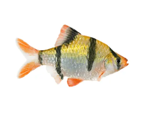 orange tiger barb tropical fish