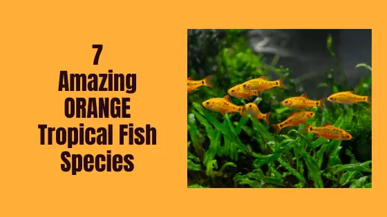 types of orange tropical fish