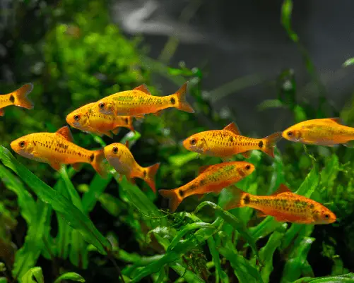 freshwater aquarium fish types with pictures