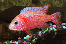 red peacock cichlid