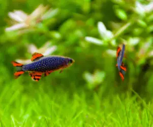 pearl danio tropical fish