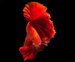 red betta fish