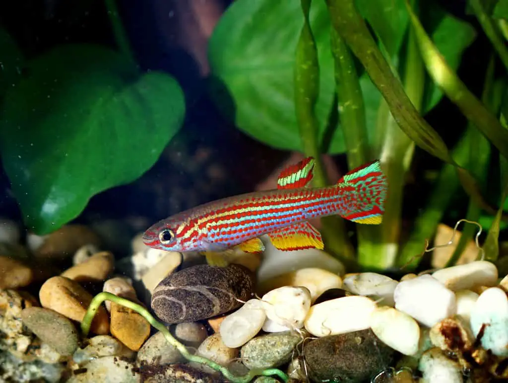 red stripes killifish