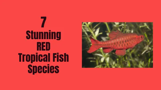 types of red tropical fish