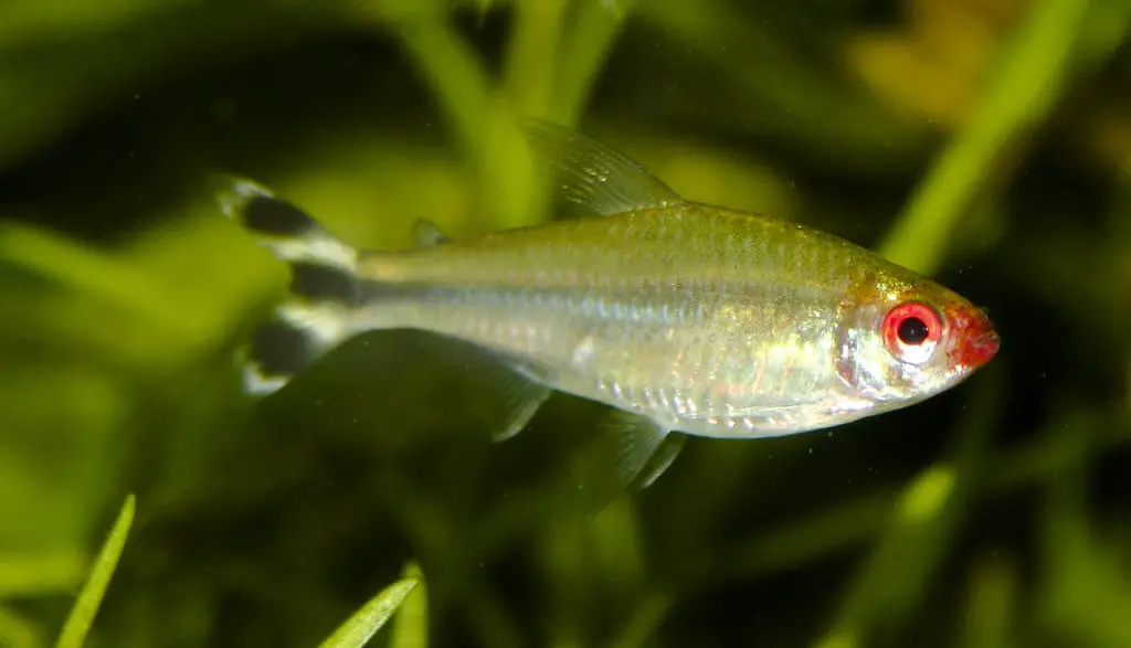 rummy nose tetra