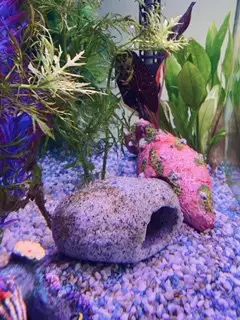 brown algae in a new fish tank