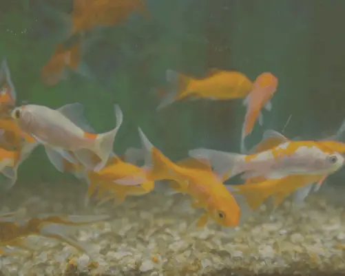 brown algae in fish tank