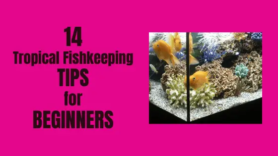 fishkeeping tips for beginners