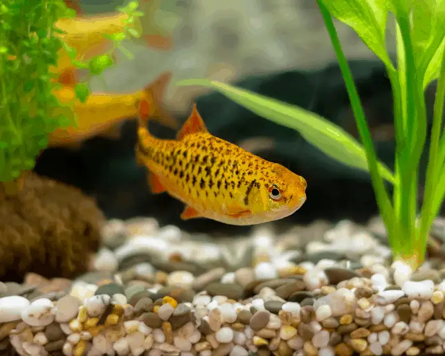 golden barb tropical fish