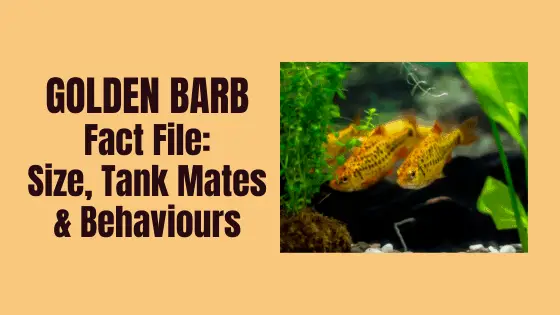 golden barb fact file