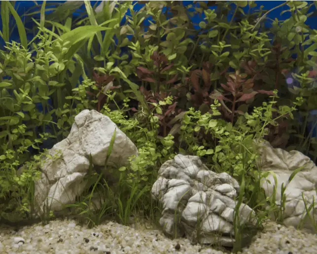 heavily planted fish tank