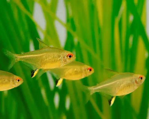 group of lemon tetras