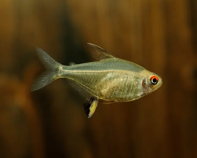 lemon tetra tropical fish