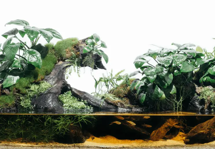 what is a paludarium