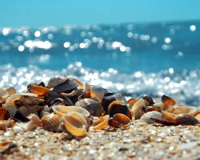 seashells on the beach