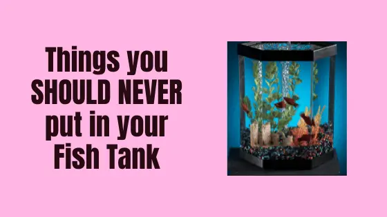 things you should not put into your fish tank