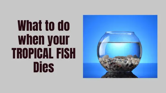what to do when your tropical fish dies