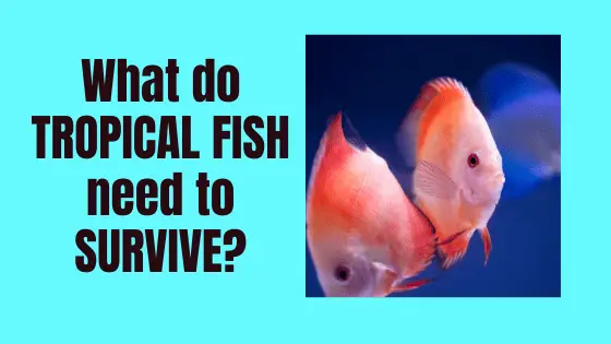 what do tropical fish need to survive?
