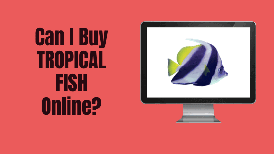 can i buy tropical fish online