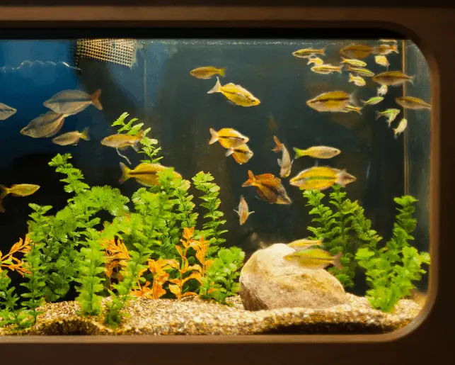 fish tank