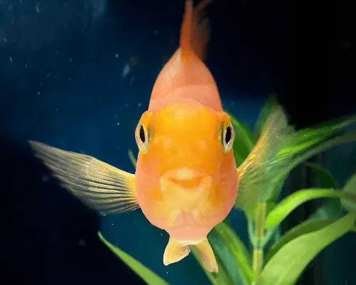 happy goldfish