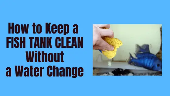 how to keep a fish tank clean without a water change