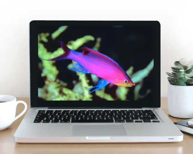 buying tropical fish online