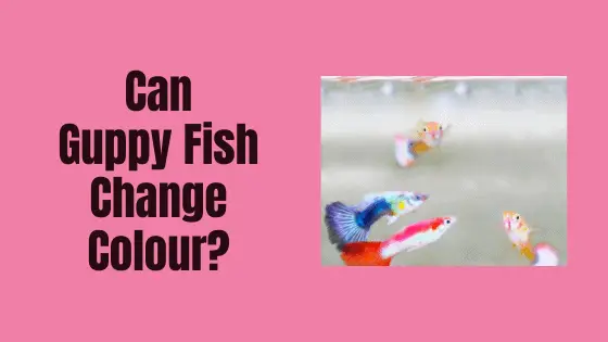 can guppy fish change colour